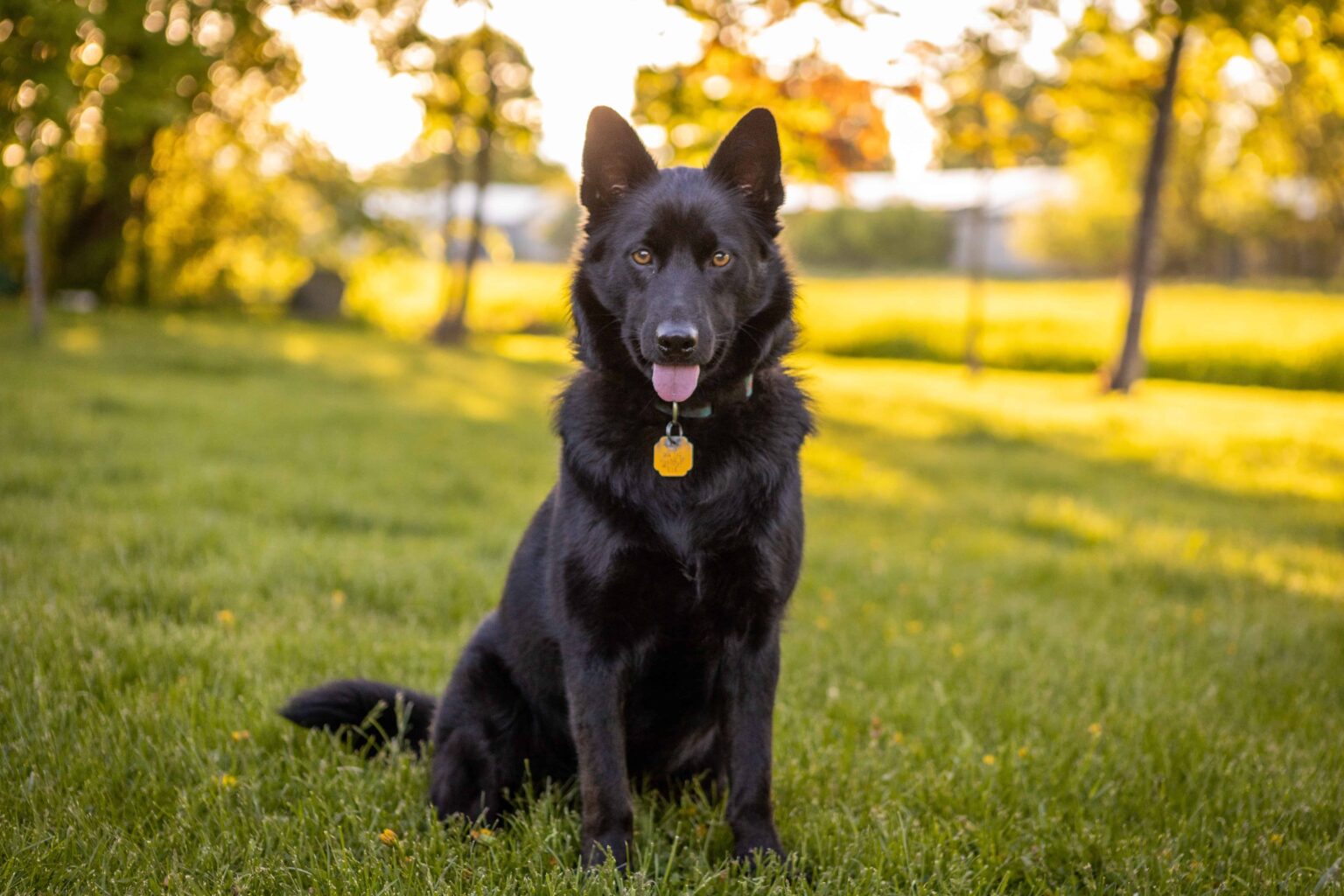 Top 10 Most Loyal Dog Breeds Find Your Furry Best Friend TISH PETS top-10-most-loyal-dog-breeds-find-your-furry-best-friend-tish-pets